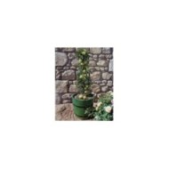 Pommier colonnaire Amboise® (Delbard)