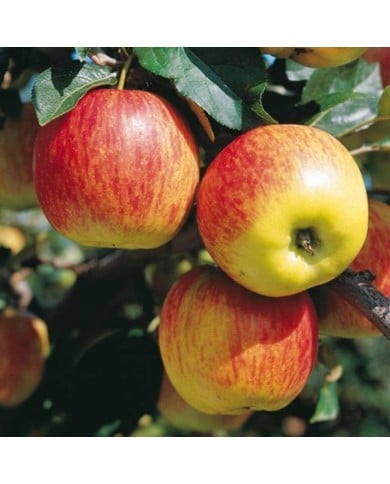 Pommier Delbarestivale® (Delbard)