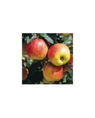 Pommier Delbarestivale® (Delbard)