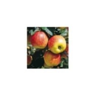 Pommier Delbarestivale® (Delbard)