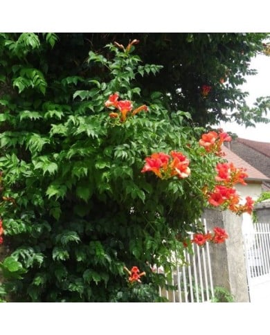 Bignone grandiflora