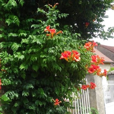 Bignone grandiflora