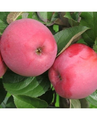 Pomme Delbard Divine® delcored (©Pépinières Georges Delbard)