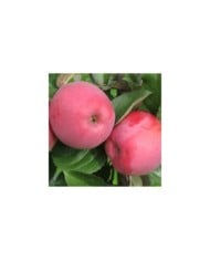 Pomme Delbard Divine® delcored (©Pépinières Georges Delbard)