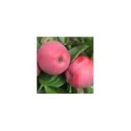 Pomme Delbard Divine® delcored (©Pépinières Georges Delbard)