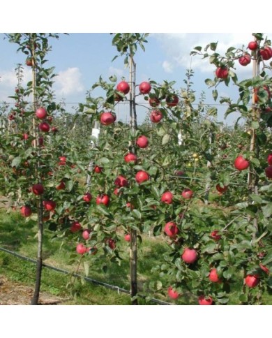 Pommier Delbard Divine® delcored (©Pépinières Georges Delbard)