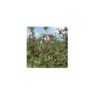 Pommier Delbard Divine® delcored (©Pépinières Georges Delbard)