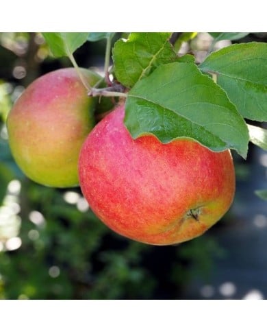 Pommier nain 'Croquella' (Delbard)