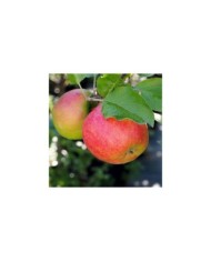 Pommier nain 'Croquella' (Delbard)