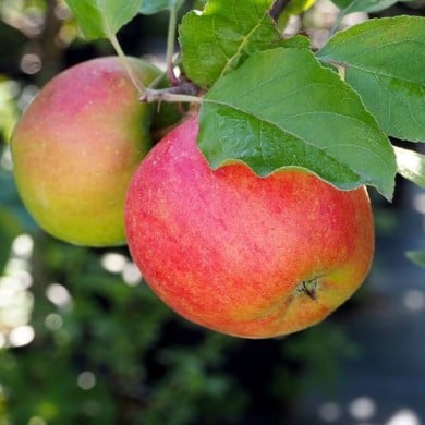 Pommier nain 'Croquella' (Delbard)