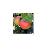 Pommier nain 'Croquella' (Delbard)