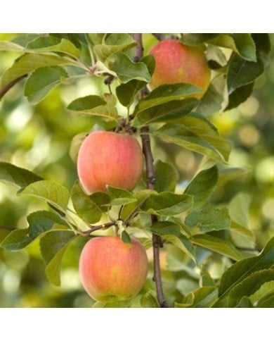 Pommier Royale Delbard&reg; 'Delfloga' (D.R. Delbard)