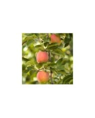 Pommier Royale Delbard&reg; 'Delfloga' (D.R. Delbard)