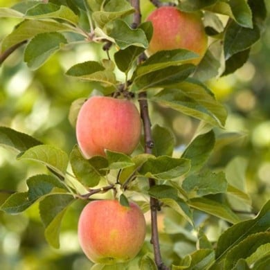 Pommier Royale Delbard&reg; 'Delfloga' (D.R. Delbard)