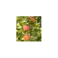 Pommier Royale Delbard&reg; 'Delfloga' (D.R. Delbard)