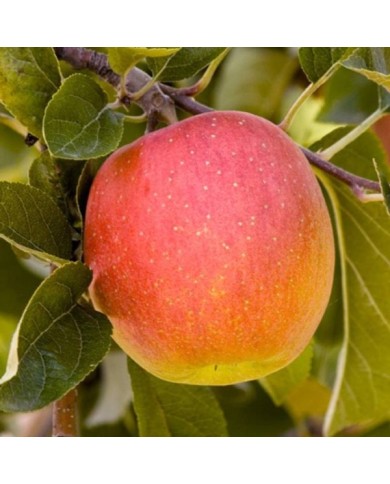 Pomme Royale Delbard&reg;