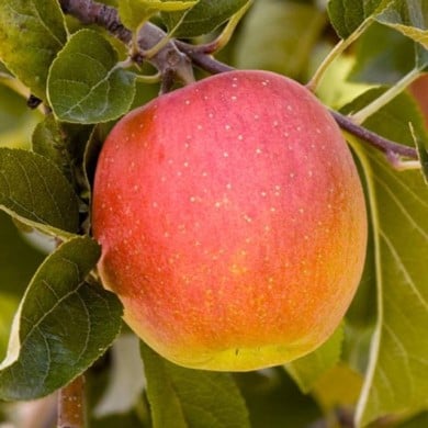 Pomme Royale Delbard&reg;