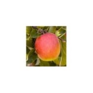 Pomme Royale Delbard&reg;
