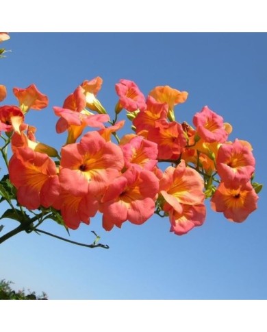 Bignone grandiflora