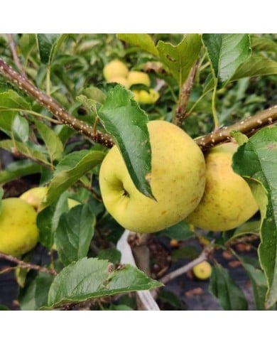 Pommier 'Tentation'