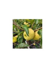 Pommier 'Tentation'