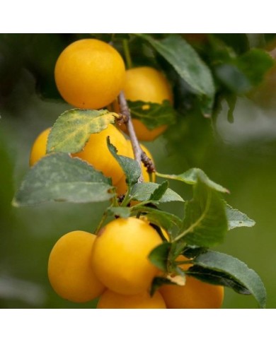 Prunes 'Golden Japan' (Rudi Stauber / Pixabay)