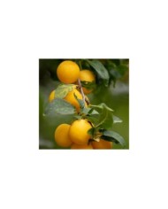 Prunes 'Golden Japan' (Rudi Stauber / Pixabay)