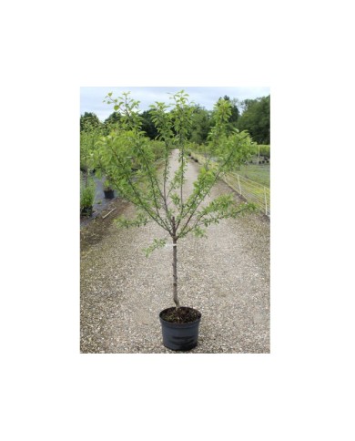 Mirabellier 'Mirabelle de Metz' C12L (plante avant envoi)