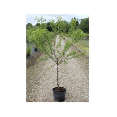 Mirabellier 'Mirabelle de Metz' C12L (plante avant envoi)