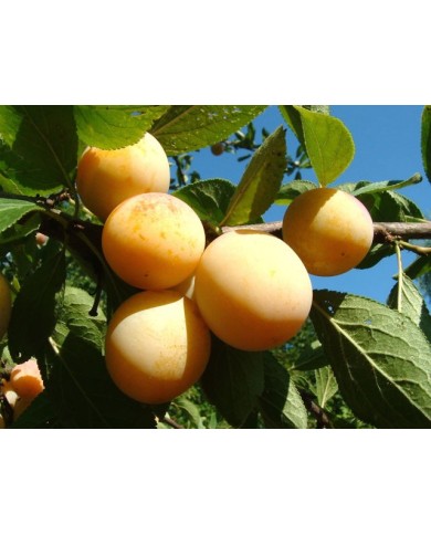 Mirabelles de Metz