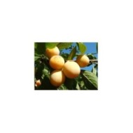 Mirabelles de Metz