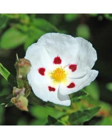 Ciste obtusifolius