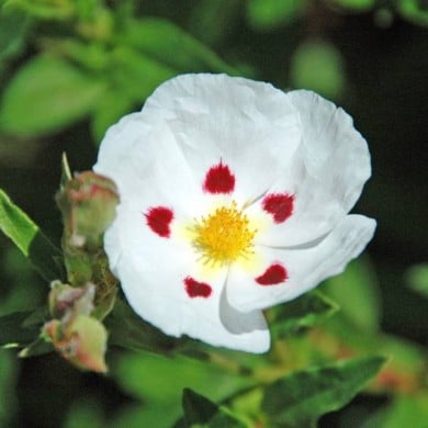 Ciste obtusifolius
