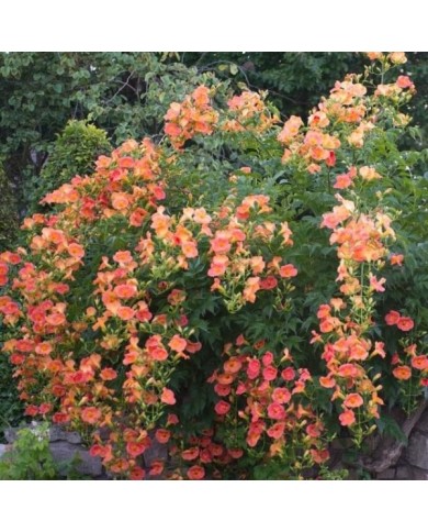 Bignone grandiflora