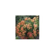 Bignone grandiflora
