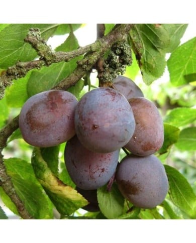 Prunes 'Quetsche d’Alsace' (ModWilson / Wikimedia)