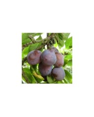 Prunes 'Quetsche d’Alsace' (ModWilson / Wikimedia)