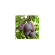 Prunes 'Quetsche d’Alsace' (ModWilson / Wikimedia)