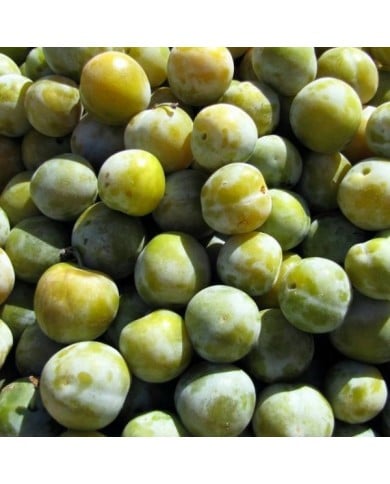 Prunes 'Reine-Claude Dorée' (Jackin / Adobe Stock)