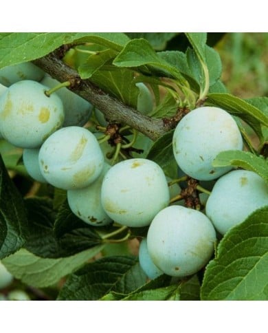 Prunes 'Reine Claude d'Oullins' (JAG IMAGES / Adobe Stock)