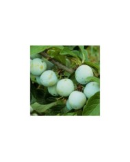 Prunes 'Reine Claude d'Oullins' (JAG IMAGES / Adobe Stock)
