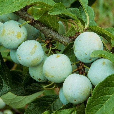 Prunes 'Reine Claude d'Oullins' (JAG IMAGES / Adobe Stock)