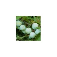 Prunes 'Reine Claude d'Oullins' (JAG IMAGES / Adobe Stock)