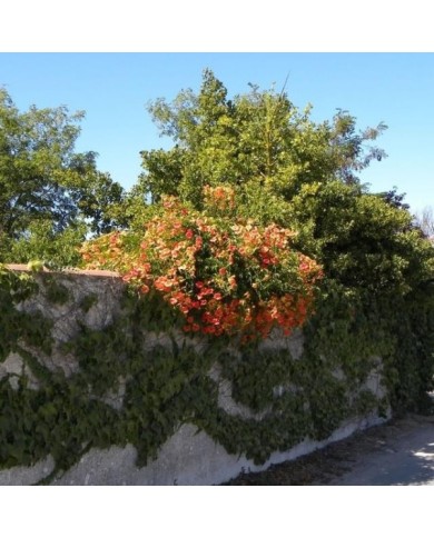 Bignone grandiflora