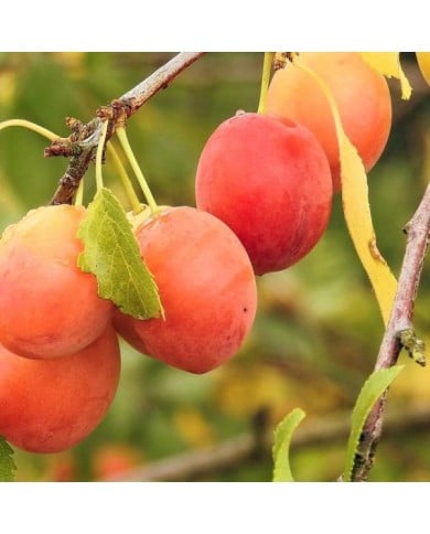 Prunes 'Thames Cross' (Hans Benn / Pixabay)