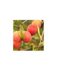 Prunes 'Thames Cross' (Hans Benn / Pixabay)