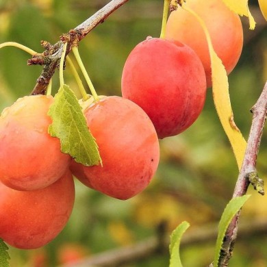 Prunes 'Thames Cross' (Hans Benn / Pixabay)