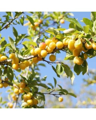 Prunier mirabelle (Chocorange / stock.adobe.com)