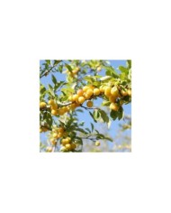 Prunier mirabelle (Chocorange / stock.adobe.com)