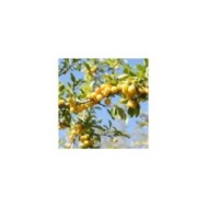 Prunier mirabelle (Chocorange / stock.adobe.com)